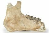 Fossil Titanothere (Megacerops) Jaw - South Dakota #249237-1